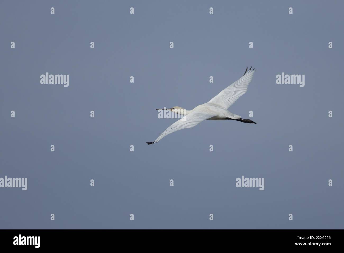 Beccuccio eurasiatico (Platalea leucorodia) volo di uccelli adulti, Norfolk, Inghilterra, Regno Unito, Europa Foto Stock