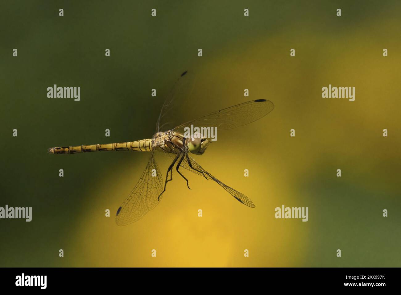 Primo piano di una Skimmer dalla coda nera (Orthetrum cancellatum), donna, in volo su uno sfondo sfocato di toni verdi e gialli, Assia, Germania, Foto Stock
