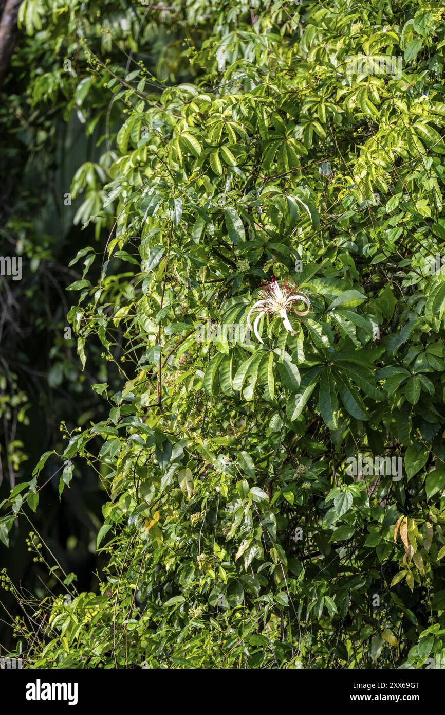 Fiori bianchi nella foresta pluviale, vegetazione fitta, Parco Nazionale di Tortuguero, Costa Rica, America centrale Foto Stock