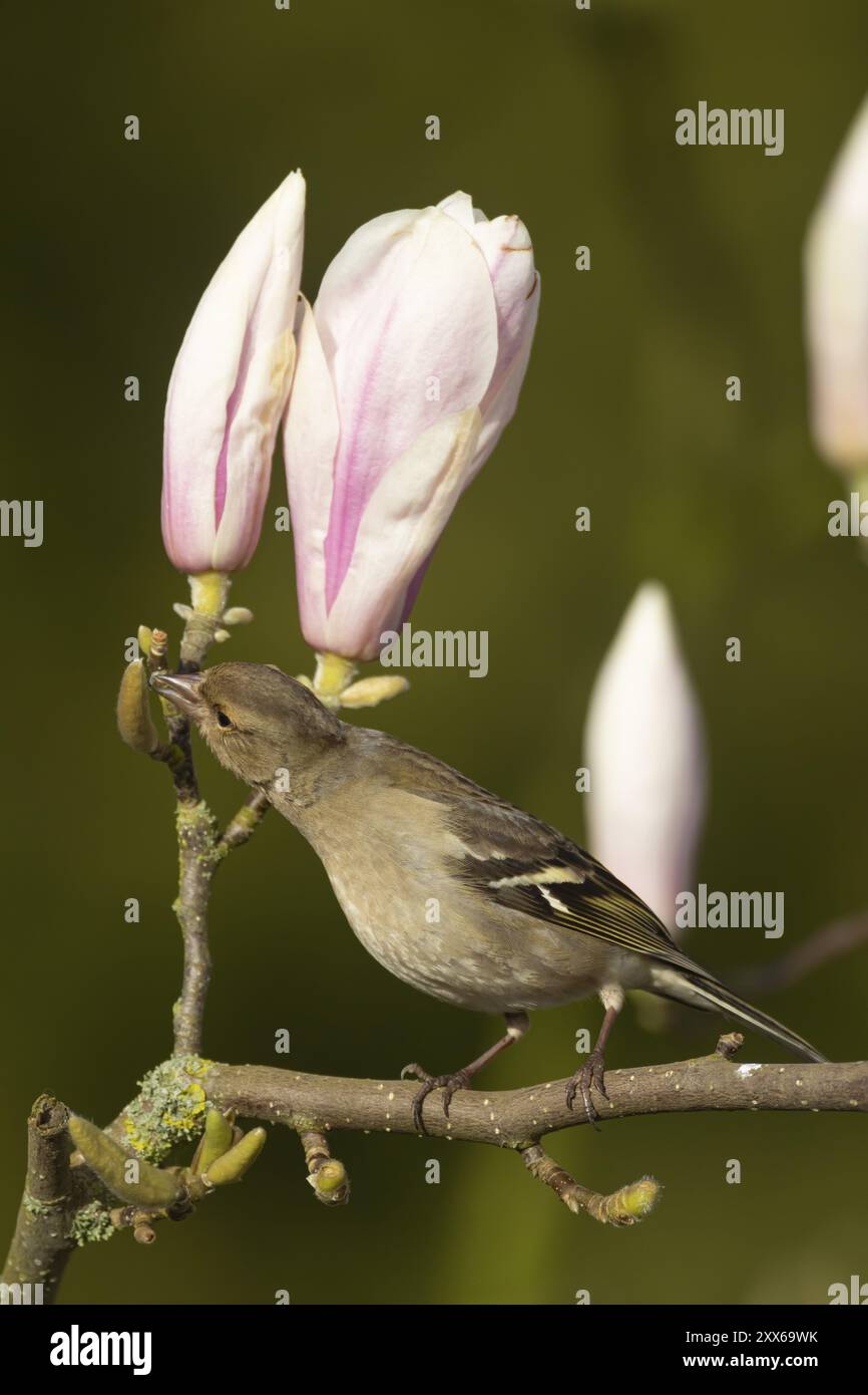Zaffinch europeo (Fringilla coelebs) femmina adulta che dà da mangiare agli uccelli in un giardino fiorito albero di Magnolia in primavera, Suffolk, Inghilterra, Regno Unito Foto Stock