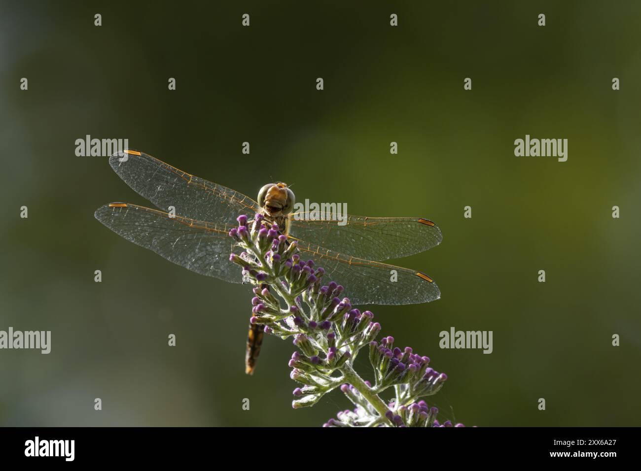 La libellula darter (Sympetrum striolatum) è un insetto adulto che riposa su fiori viola di buddleja in un giardino, Suffolk, Inghilterra, Regno Unito, Europa Foto Stock