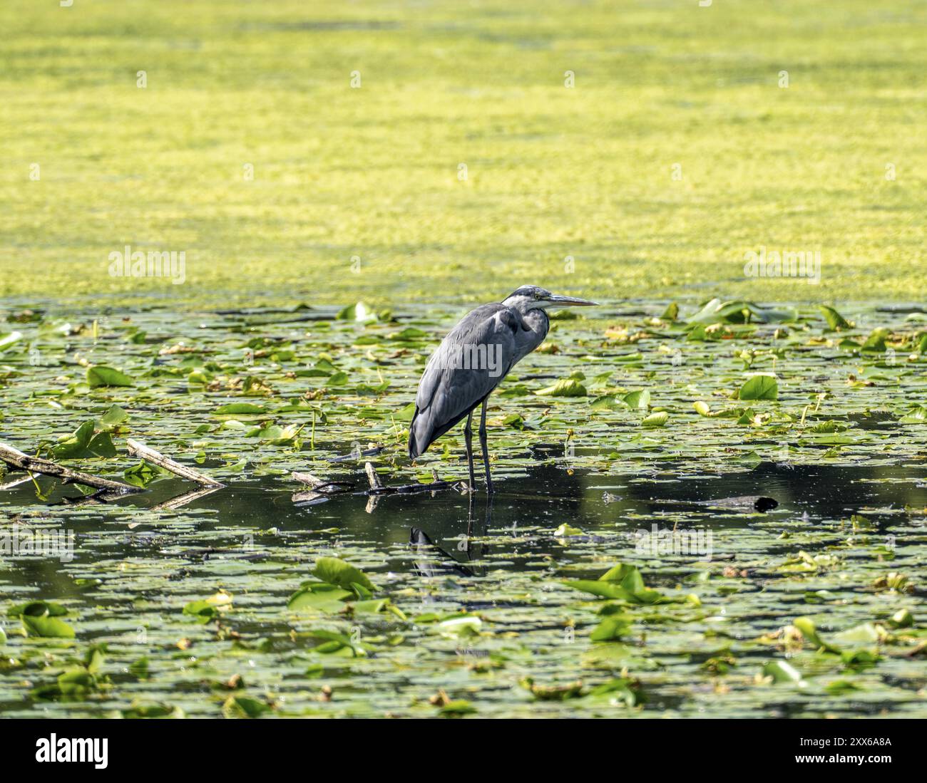 Lago Baldeney, bacino idrico della Ruhr, aironi grigi seduti su foglie di ninfee, nella riserva naturale Heisinger Bogen, Essen, Renania settentrionale-Vestfalia, Germania Foto Stock
