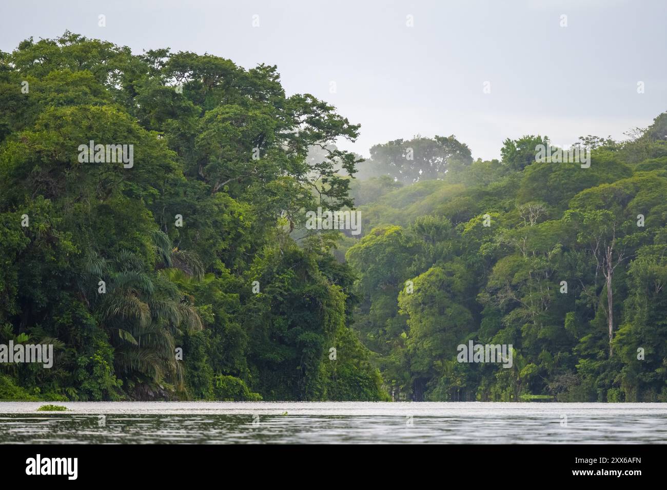 Fiume nella foresta pluviale, fitta vegetazione, Parco Nazionale di Tortuguero, Costa Rica, America centrale Foto Stock