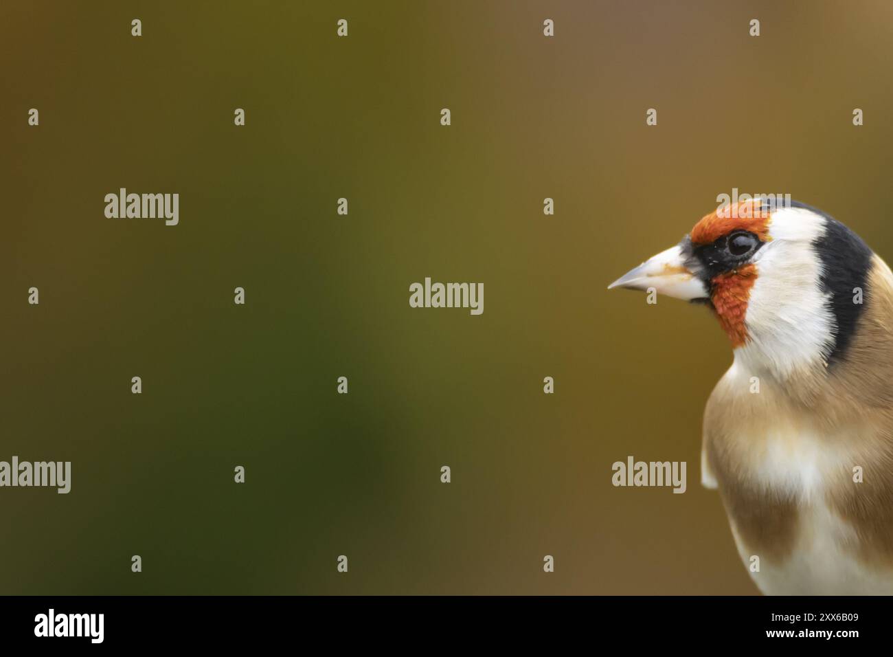 European goldfinch (Carduelis carduelis) ritratto della testa di uccello adulto in autunno, Suffolk, Inghilterra, Regno Unito, Europa Foto Stock