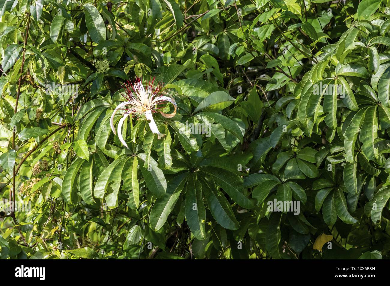 Fiori bianchi nella foresta pluviale, vegetazione fitta, Parco Nazionale di Tortuguero, Costa Rica, America centrale Foto Stock