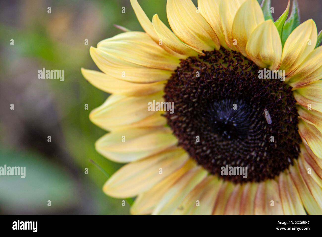 Primo piano di un girasole bianco con centro scuro (Helianthus Annuus) Foto Stock