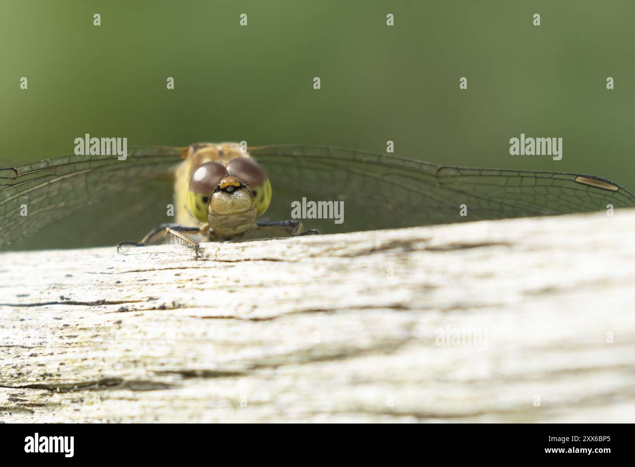 Insetto adulto (Sympetrum striolatum) che poggia su un tronco di legno, Suffolk, Inghilterra, Regno Unito, Europa Foto Stock