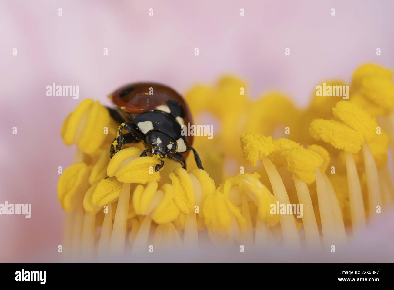 Coccinella septempunctata (coccinella septempunctata) insetto adulto in un giardino fiore di camelia in primavera, Suffolk, Inghilterra, Regno Unito, Europa Foto Stock