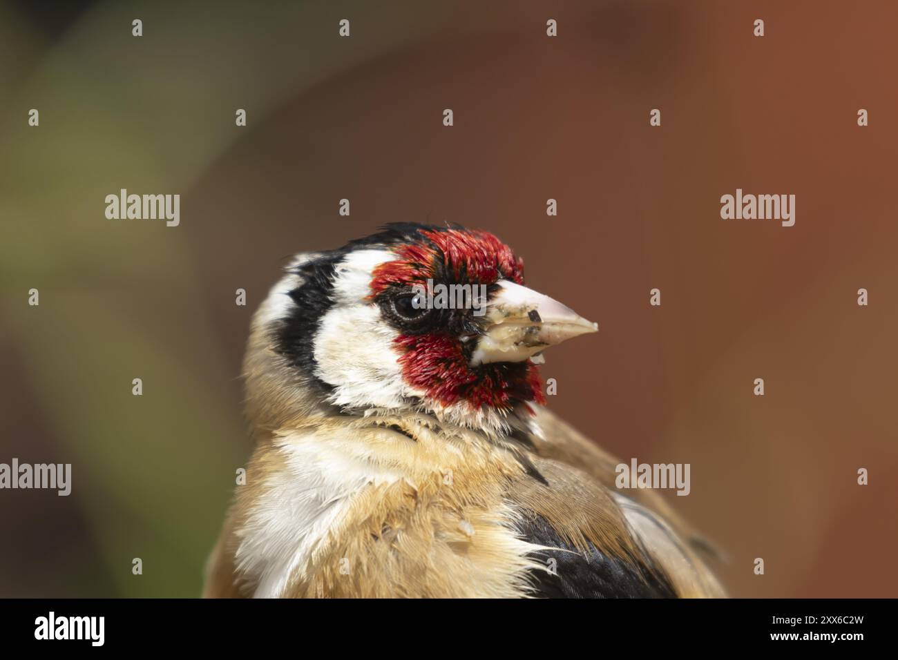 European goldfinch (Carduelis carduelis) ritratto della testa di uccello adulto in estate, Suffolk, Inghilterra, Regno Unito, Europa Foto Stock