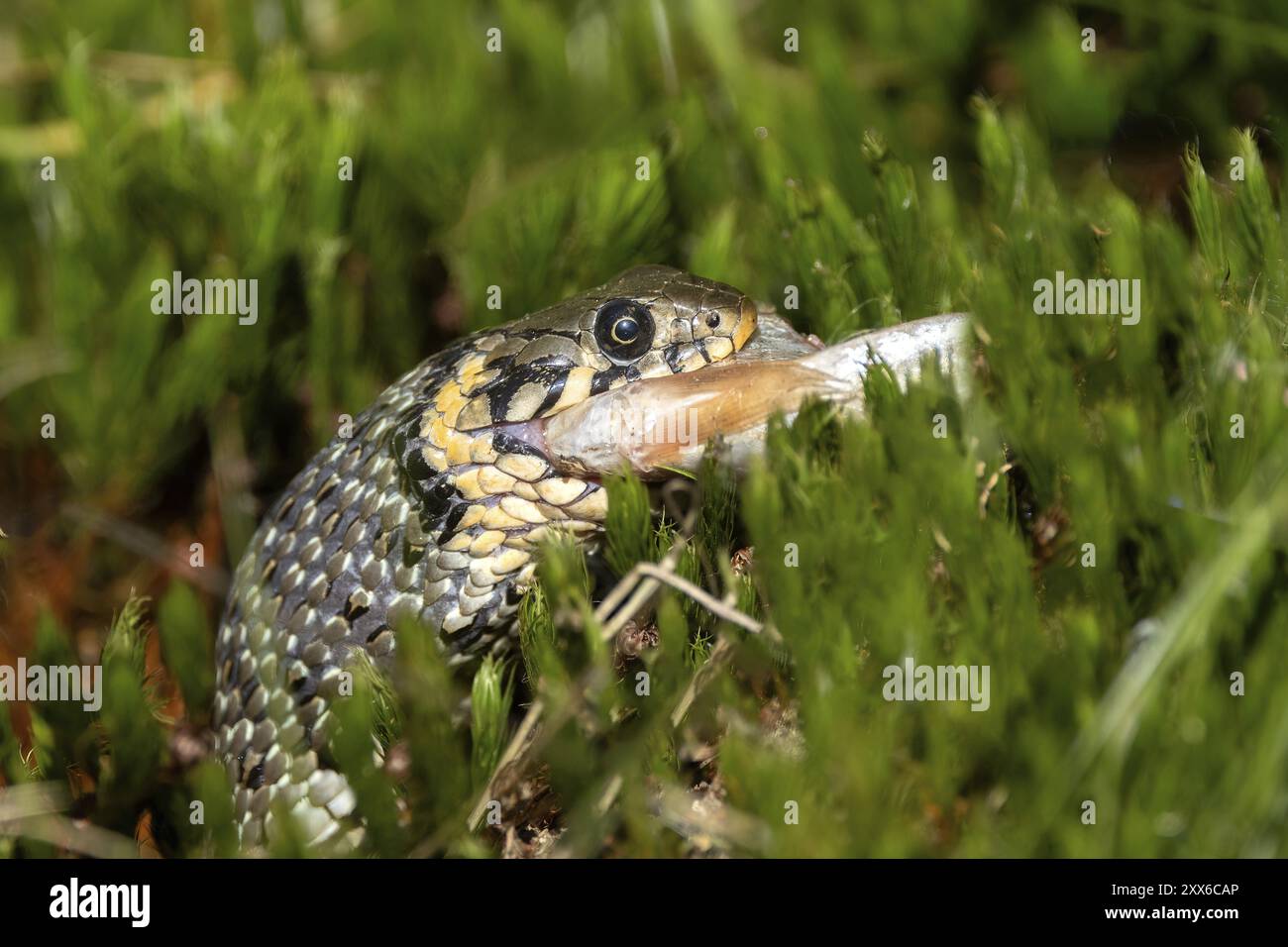 Il serpente d'erba divora il pesce, Austria, alta Austria, Europa Foto Stock