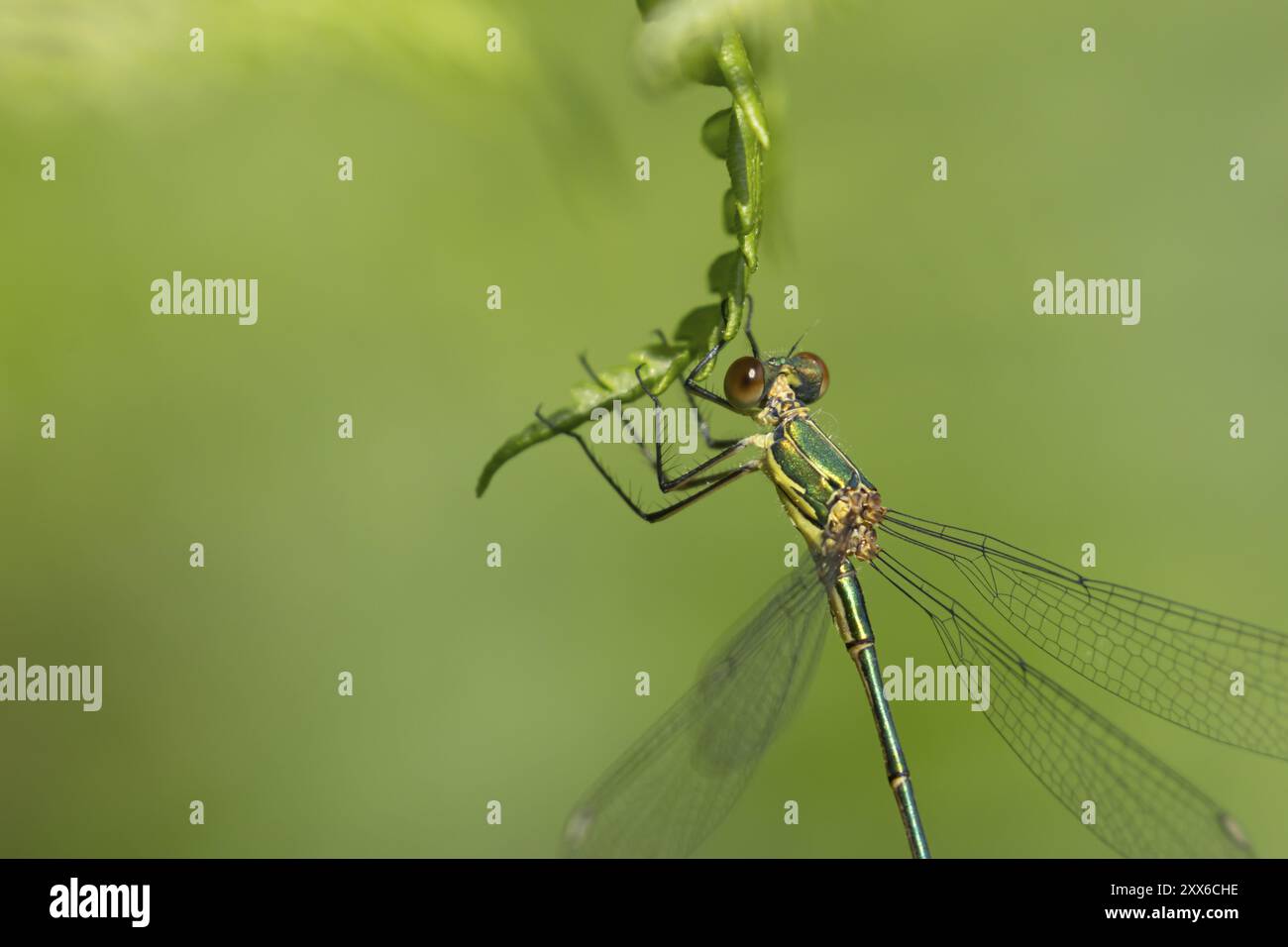 Zanzara smeraldo (Lestes sponsa) insetto femmina adulto appoggiato su una foglia di Bracken, Suffolk, Inghilterra, Regno Unito, Europa Foto Stock