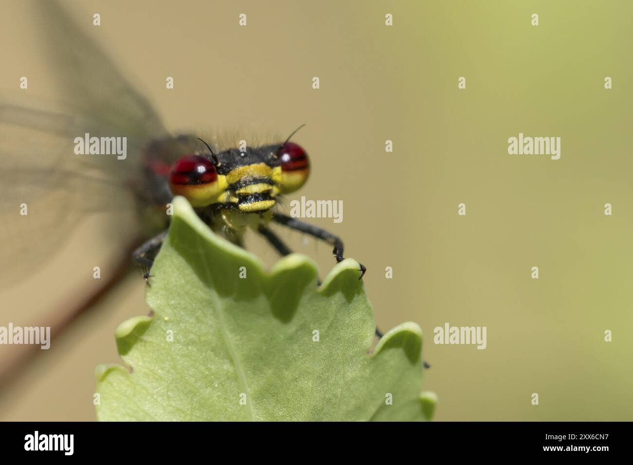 Insetto adulto grande (Pyrrhosoma nymphula) che riposa su una foglia di pianta, Suffolk, Inghilterra, Regno Unito, Europa Foto Stock