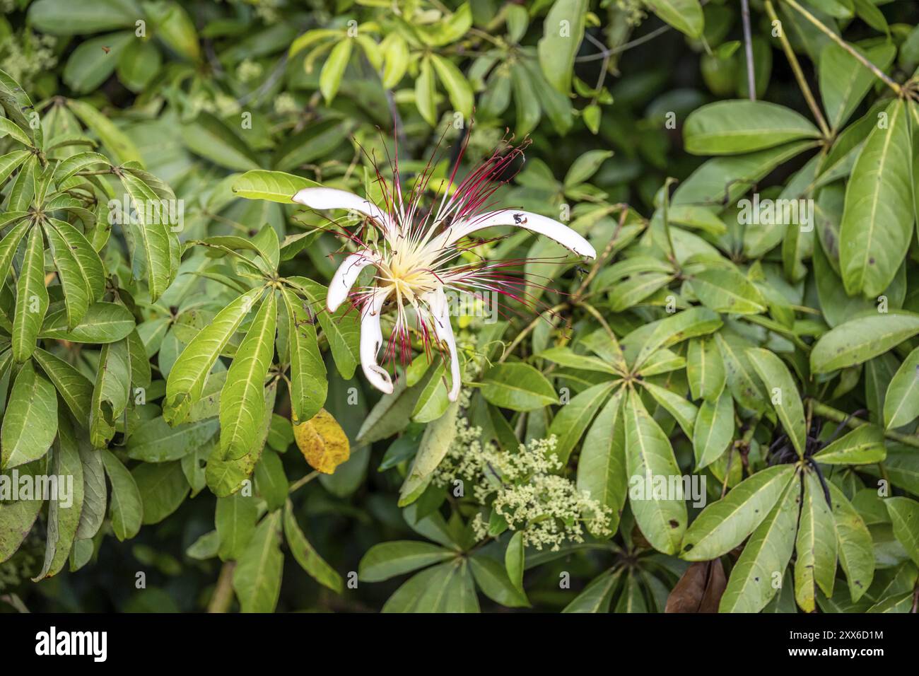 Fiori bianchi nella foresta pluviale, vegetazione fitta, Parco Nazionale di Tortuguero, Costa Rica, America centrale Foto Stock