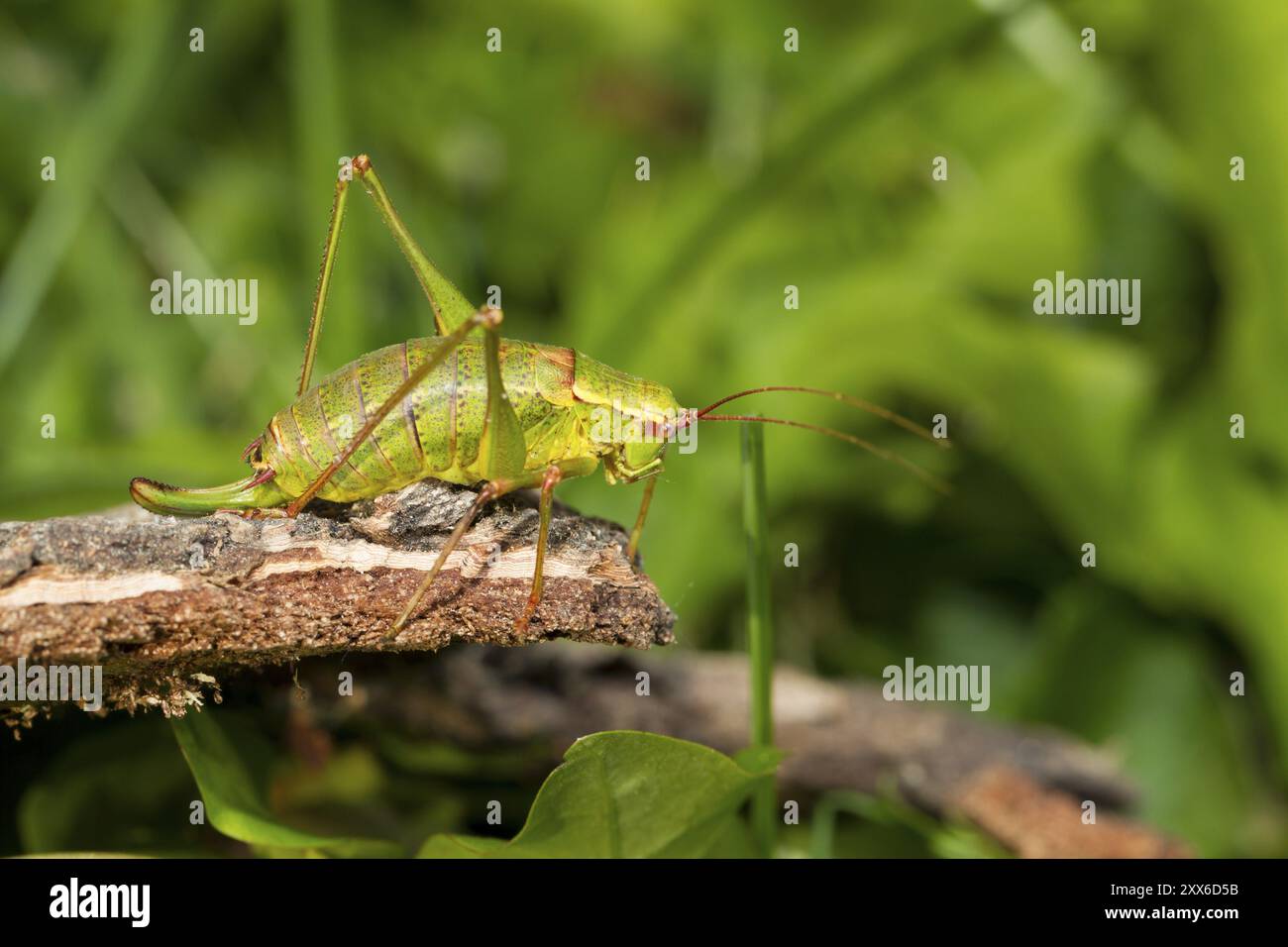 Cavalletta a sciabola a foglia larga, Barbitistes serricauda, cavalletta Foto Stock