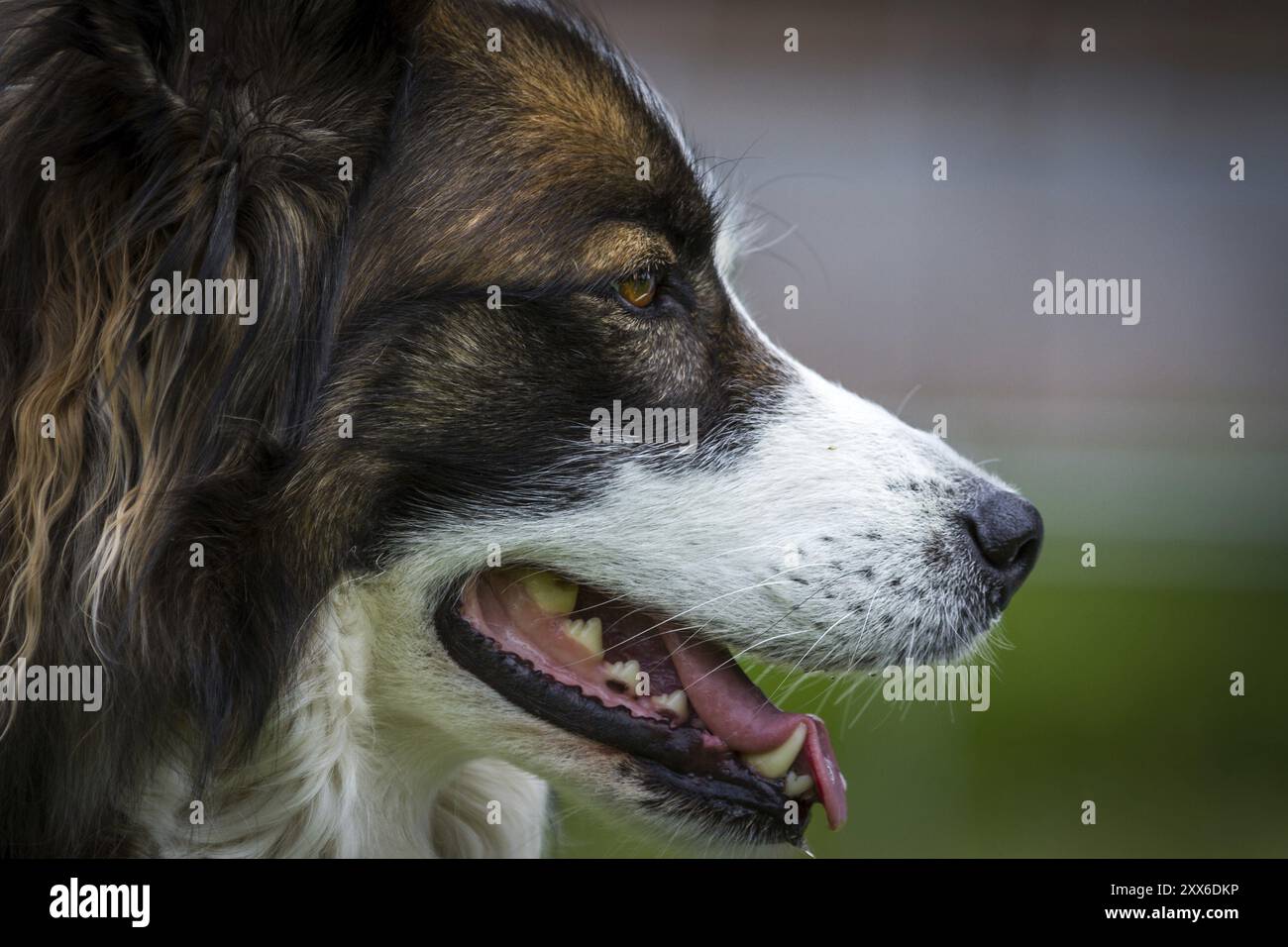 Un cane incredibilmente carino con una natura molto tranquilla, immagine del profilo ritagliata Foto Stock