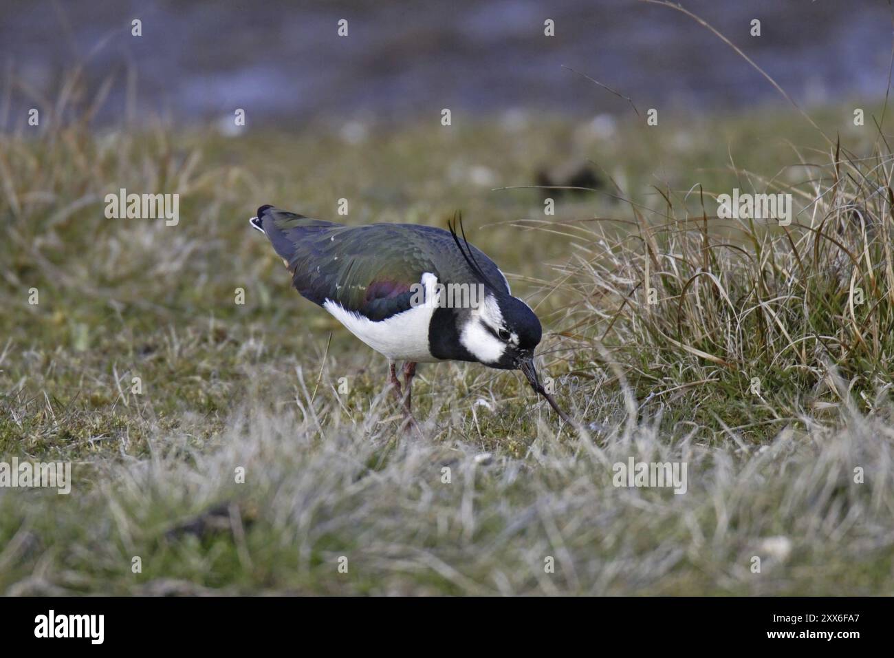 Kiebitz, Vanellus vanellus, Lapwing Foto Stock