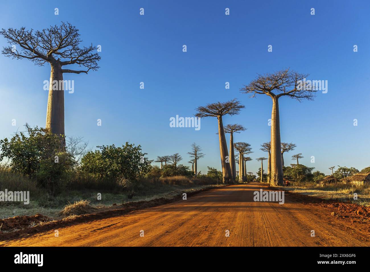 Alberi di baobab sul viale dei baobab in Madagascar Foto Stock