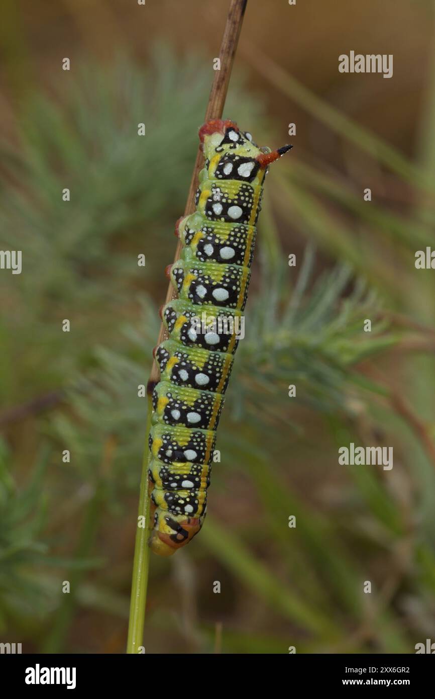 Spurge falco-falena, caterpillar, Hyles euphorbiae, spurge falco-falena, caterpillar Foto Stock