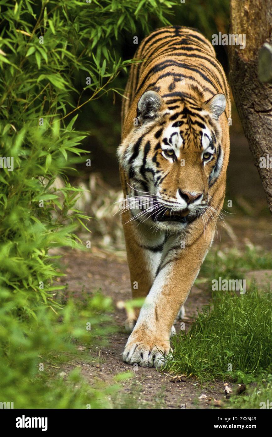 Tigri siberiane, tigri Amur, i grandi gatti più grandi e forti del mondo, habitat della Russia orientale, della Corea del Nord e della Cina Foto Stock