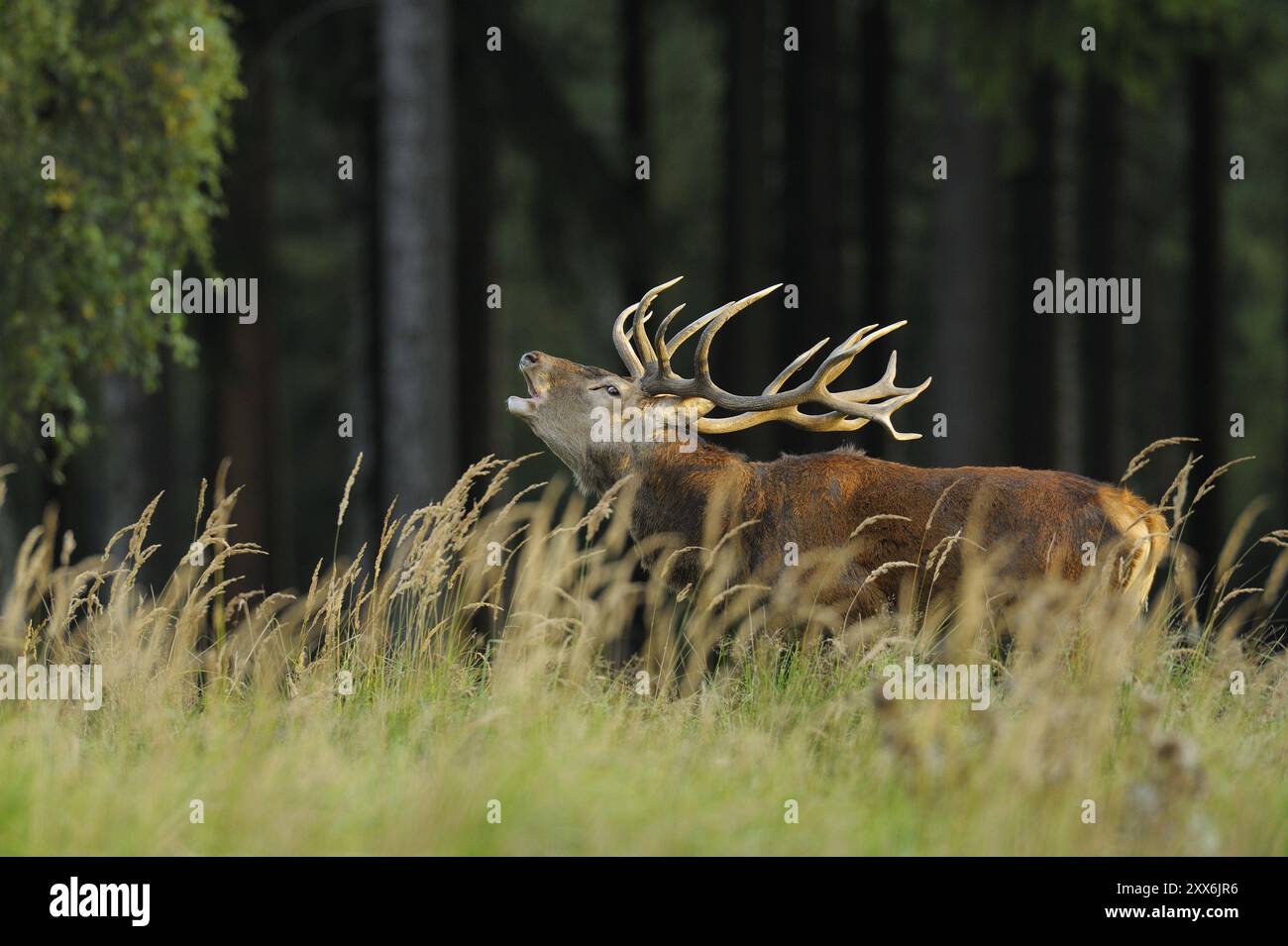 Cervo rosso, Cervus elaphus, Germania, cervo rosso, Germania, Europa Foto Stock