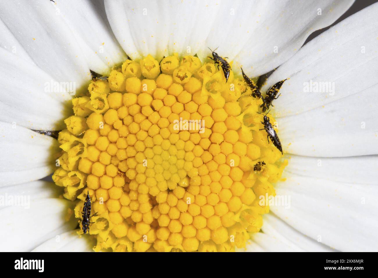 Fransenfluegler, Thysanoptera, Thrips Foto Stock