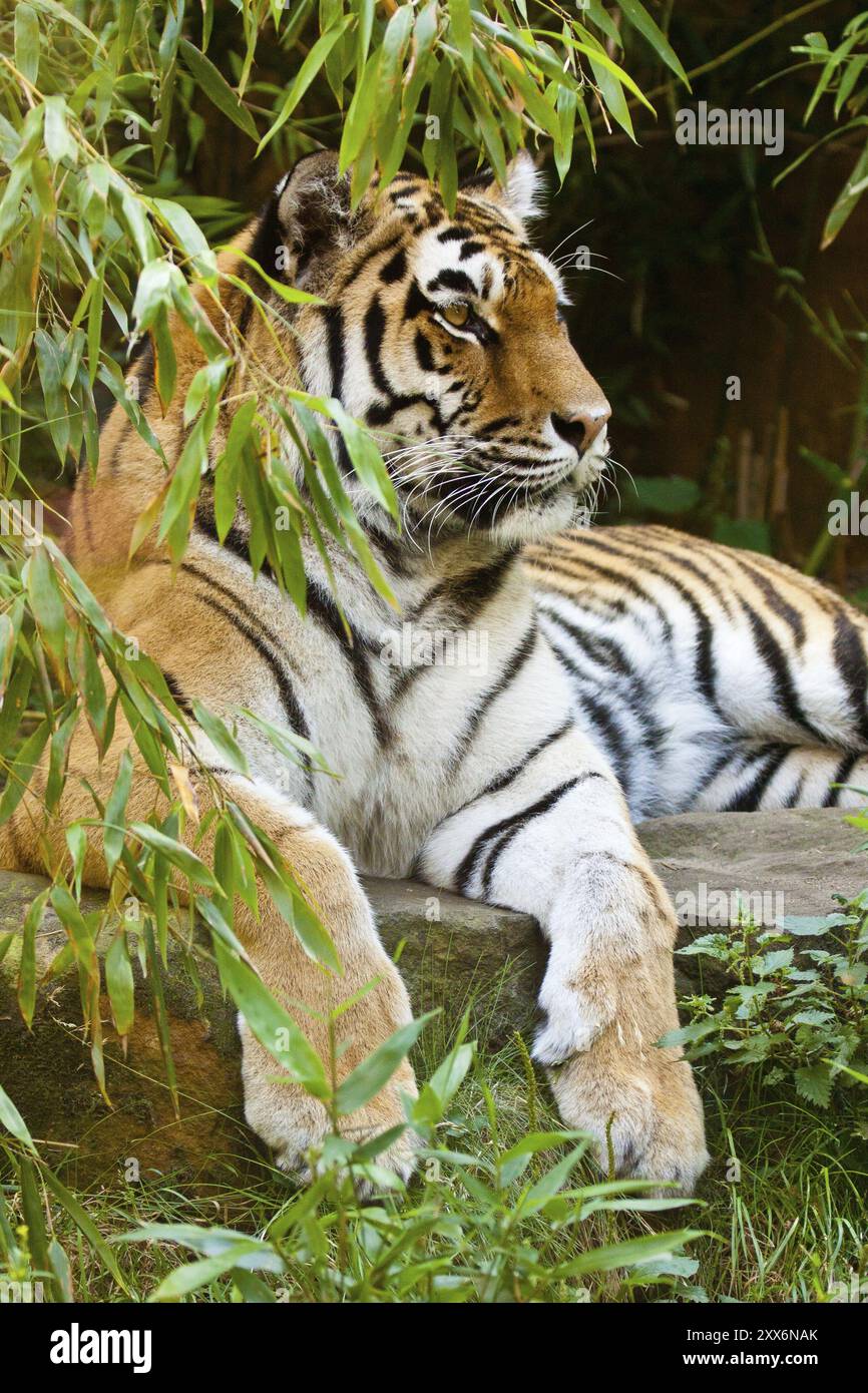 Tigre Siberiana (Panthera tigris altaica) Foto Stock