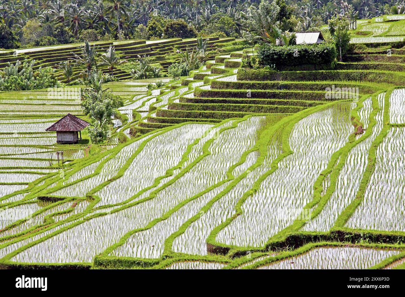 Risaie e risaie a terrazze a Bali Indonesia Foto Stock