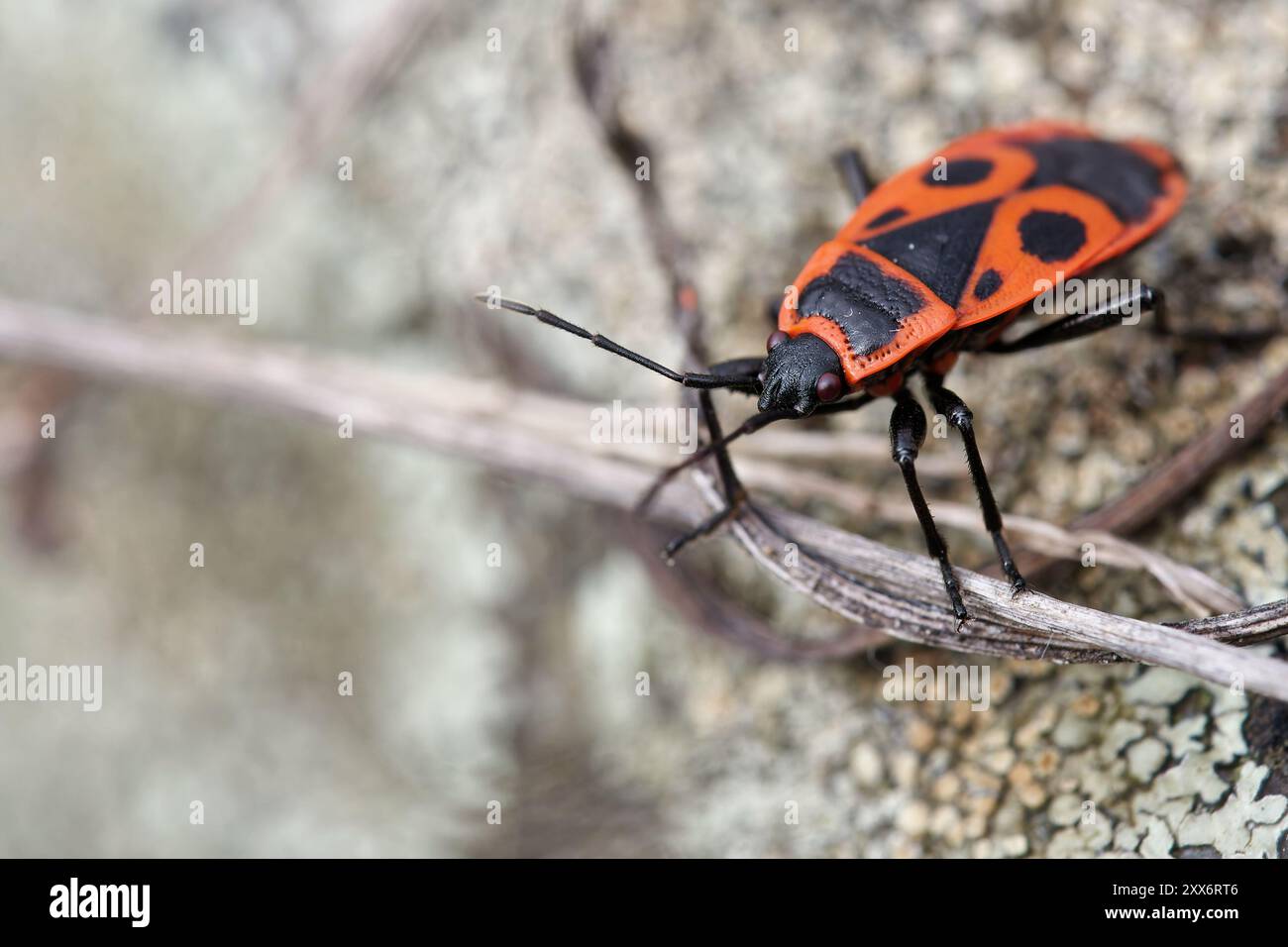 Bug incendio comune Foto Stock