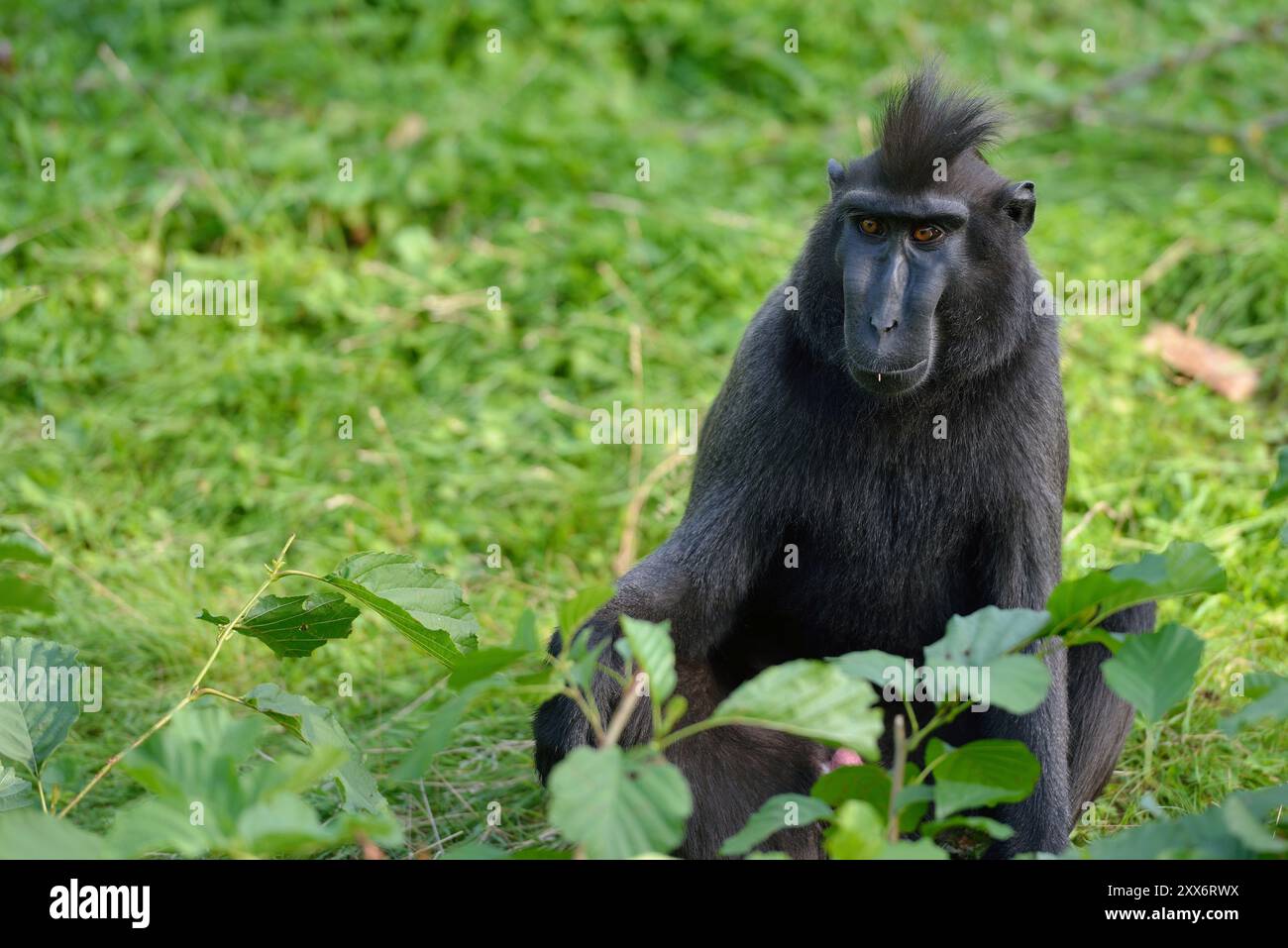 Crested macaco Foto Stock