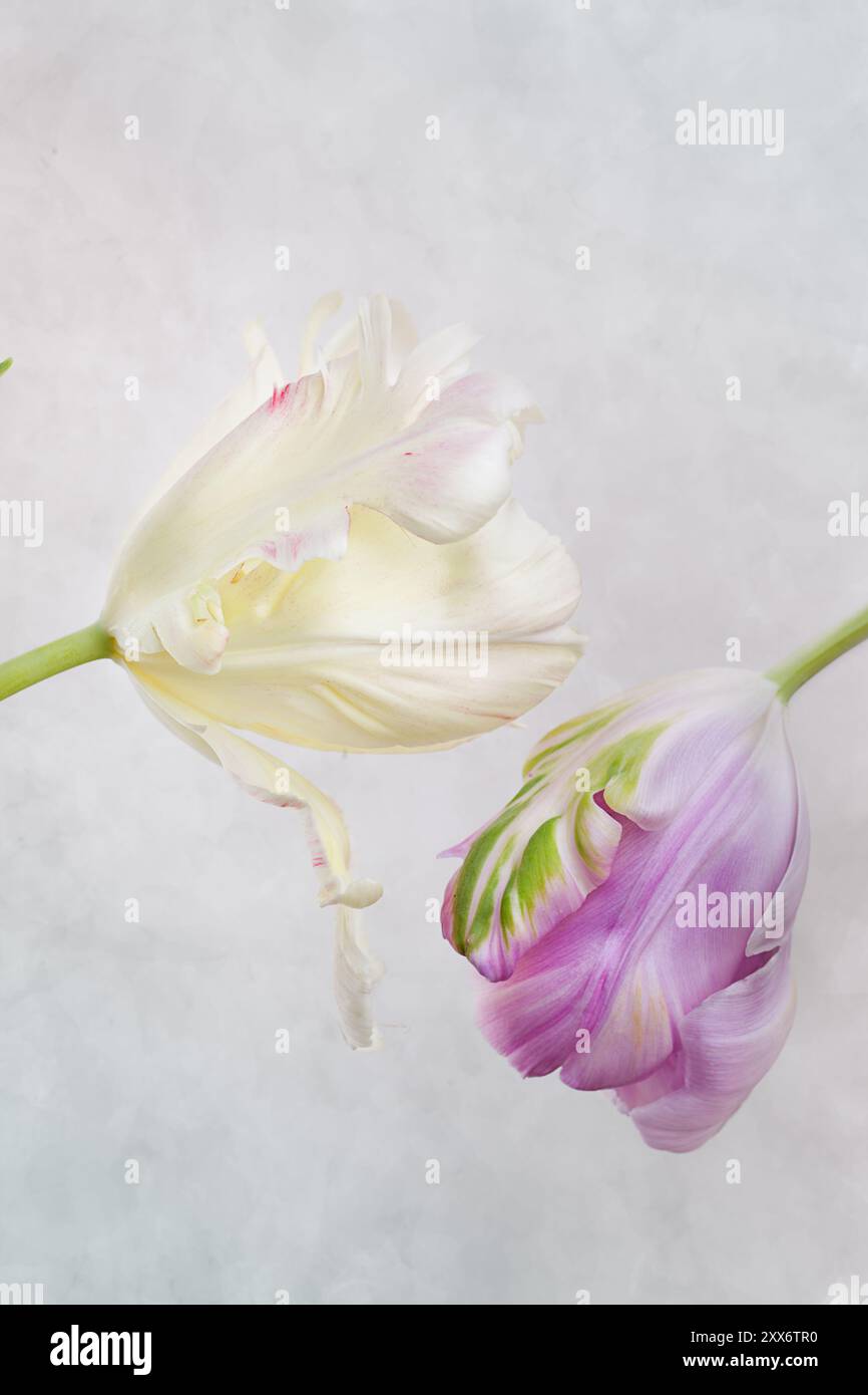 Due fiori di tulipani di colore diverso in bianco e rosa Foto Stock