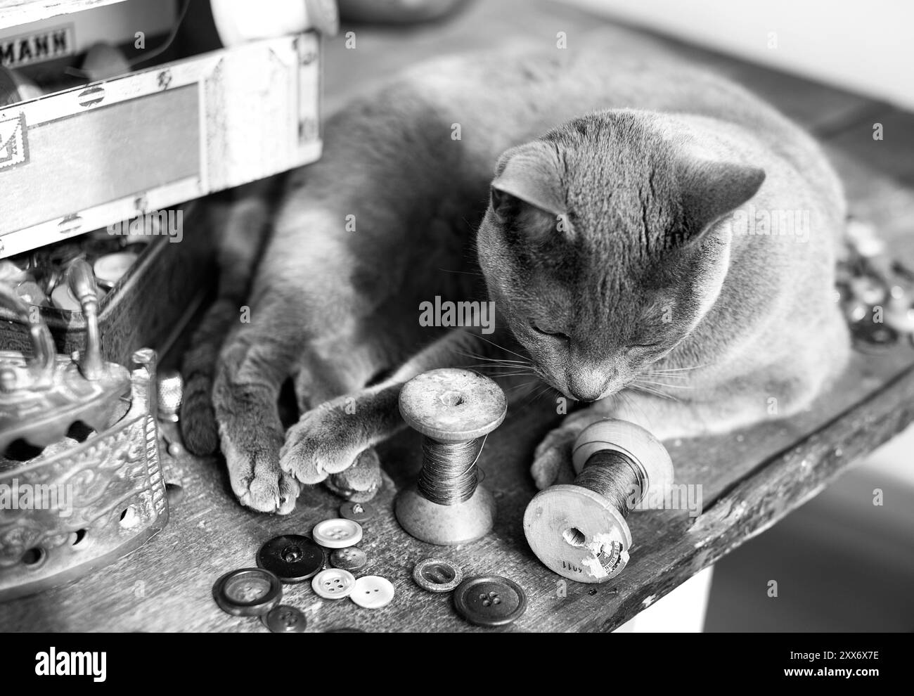 Cat sul tavolo con N. Foto Stock