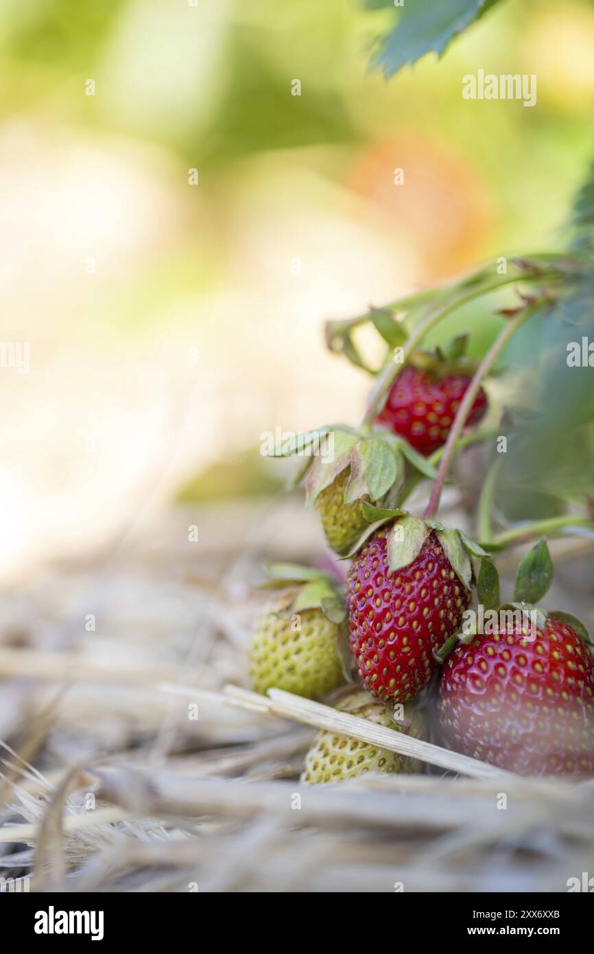 Rosso fresco Fragole organico giacente in paglia, spazio di testo Foto Stock