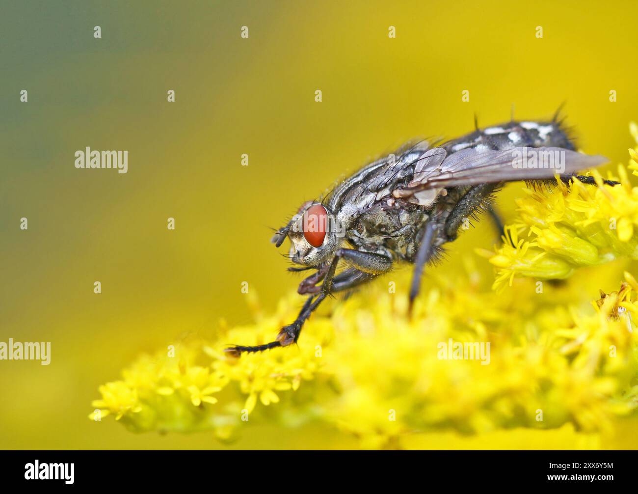 Bow tie Foto Stock