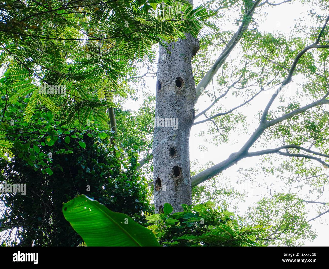 Tham Tarn Lod noi Cave circondata da una lussureggiante foresta verde, percorso naturalistico al Parco Nazionale Chalerm Rattanakosin, Kanchanaburi, Thailandia. Foto Stock