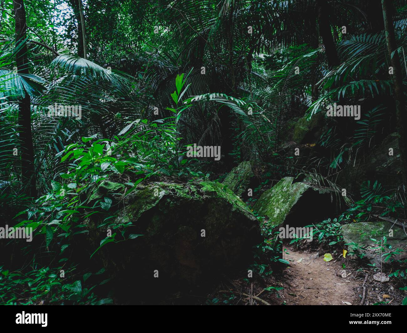 Tham Tarn Lod noi Cave circondata da una lussureggiante foresta verde, percorso naturalistico al Parco Nazionale Chalerm Rattanakosin, Kanchanaburi, Thailandia. Foto Stock