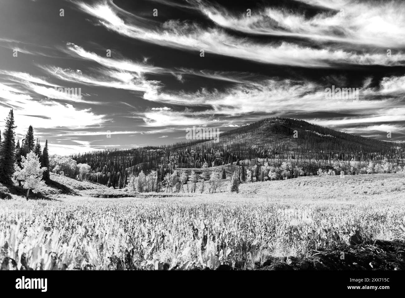 Una montagna coperta di alberi bruciati con sottili nuvole soffiate dal vento sopra nel nord-ovest del Colorado. I prati boschivi si trovano sotto, insieme a un parco naturale. Foto Stock