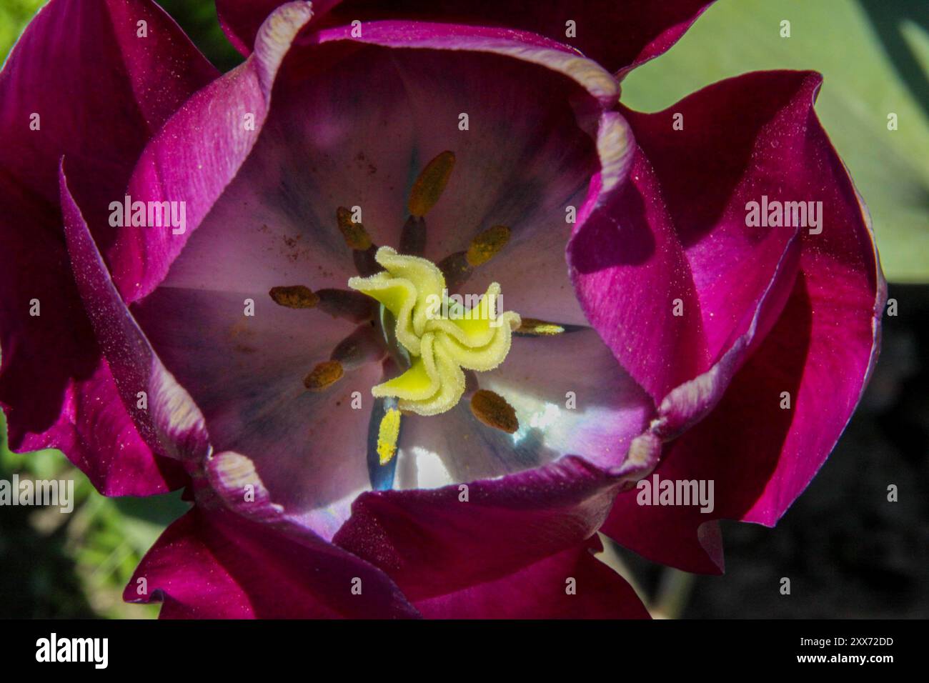 Primo piano dell'interno di un tulipano viola (Tulipa) Foto Stock