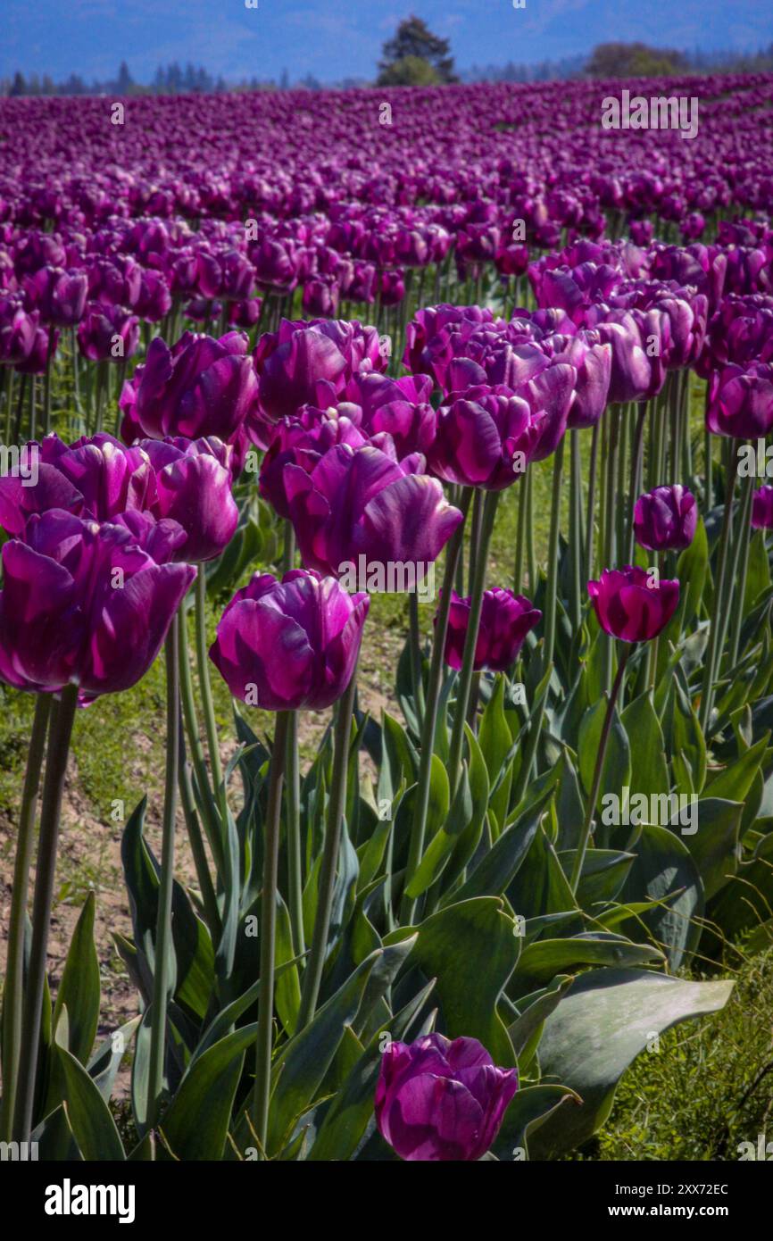 Purple Tulip Field in background (file di tulipani) al festival dei tulipani della valle di Skagit a Mount Vernon, Washington Foto Stock