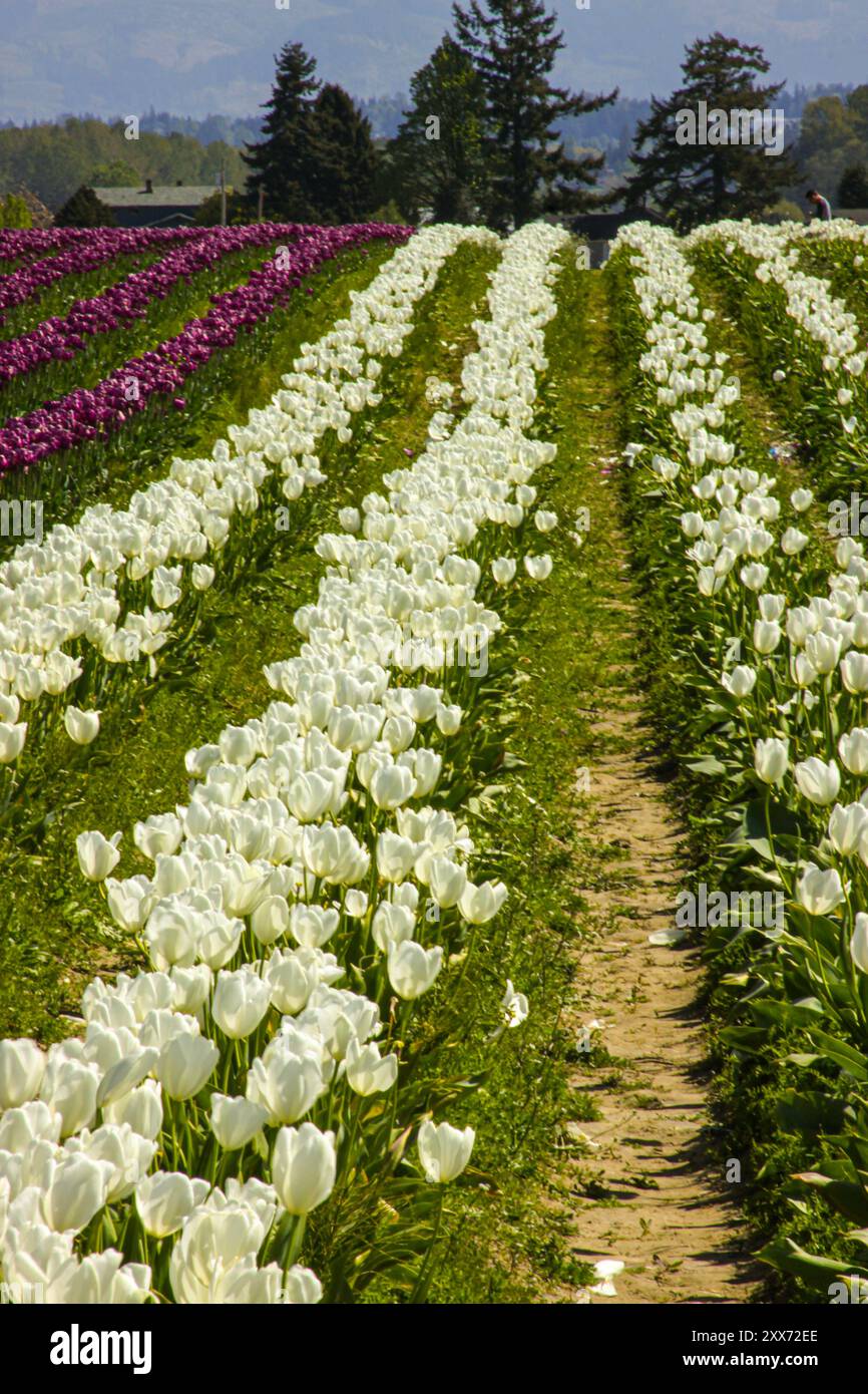 White and Purple Rows of Tulips in Tulip Field al Skagit Valley Tulip Festival a Mount Vernon, Washington Foto Stock