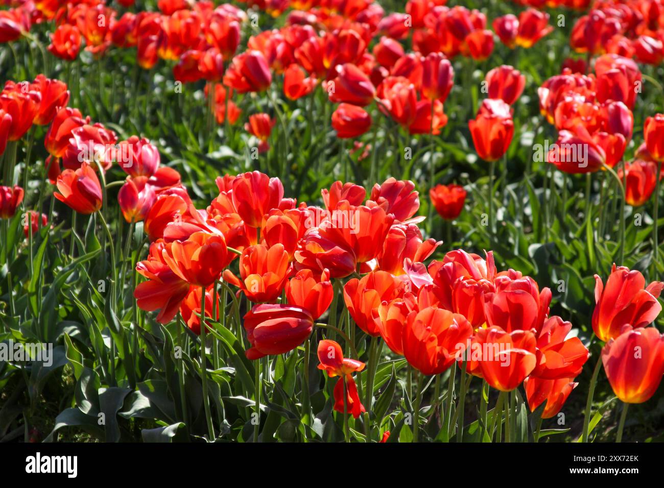 Red Tulips al Skagit Valley Tulip Festival di Mount Vernon, Washington Foto Stock