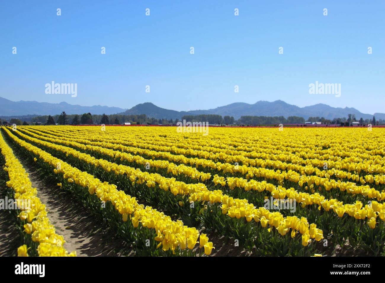 Yellow Tulip Field con montagne sullo sfondo (file di tulipani) al festival dei tulipani della valle di Skagit a Mount Vernon, Washington Foto Stock Yellow Tulip Field con montagne sullo sfondo (file di tulipani) al festival dei tulipani della valle di Skagit a Mount Vernon, Washington Foto Stock
