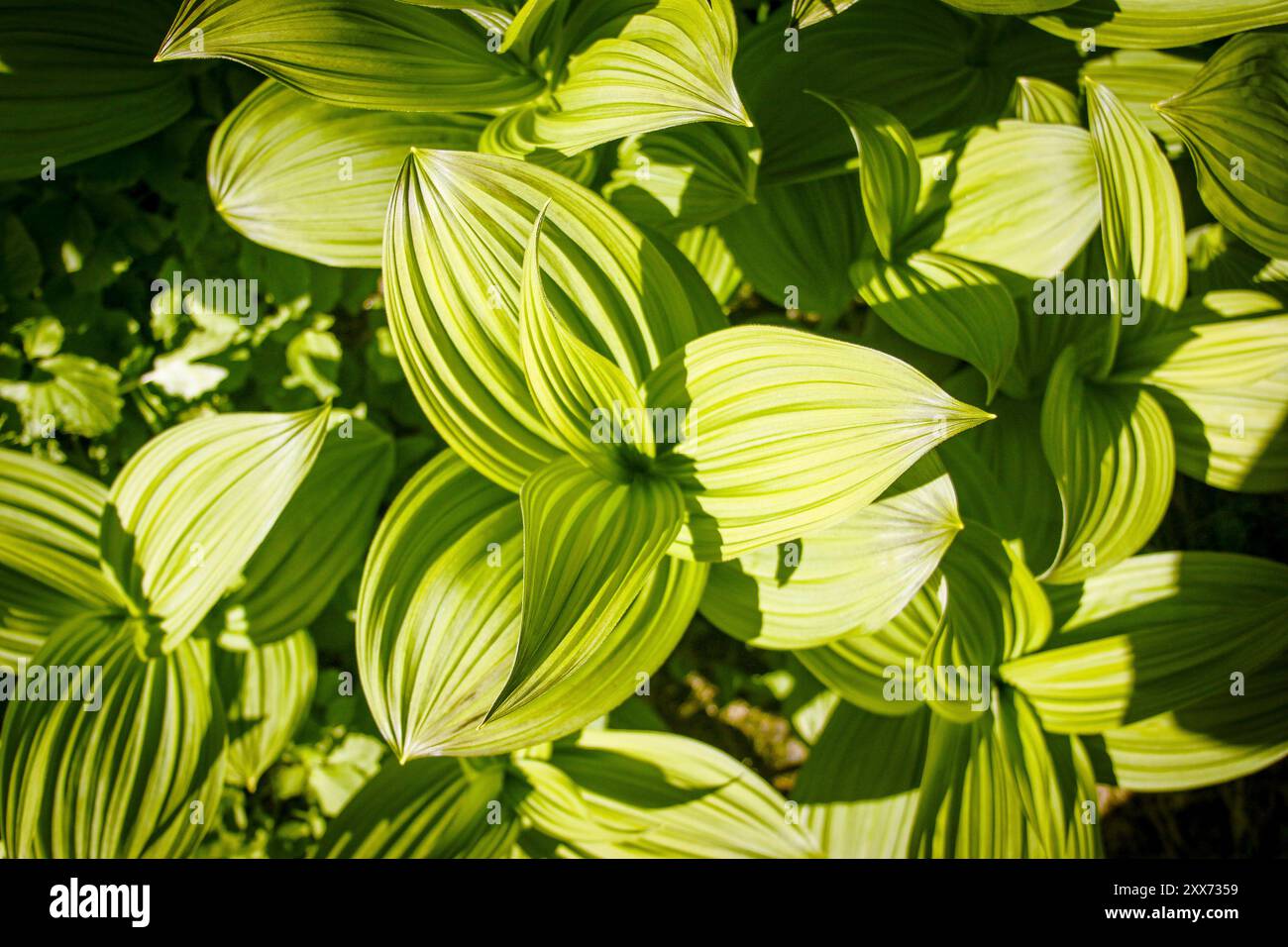Indian Poke o Green False Hellebore (Veratrum viride) Foto Stock