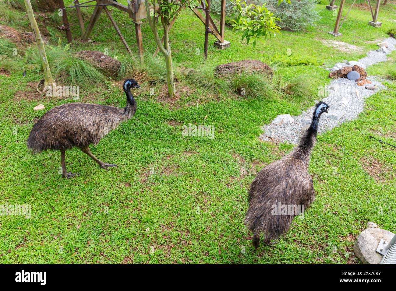 Un paio di Emu che fanno una passeggiata a Bird Paradise. Singapore. Foto Stock