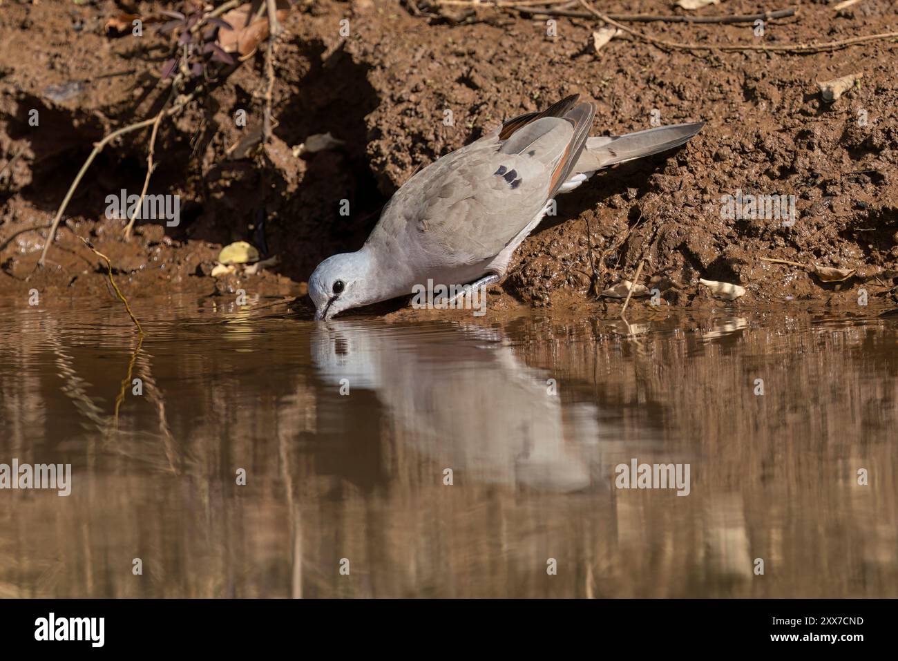 Black-Billed Wood-dove, Wassadou, Senegal, marzo 2024 Foto Stock