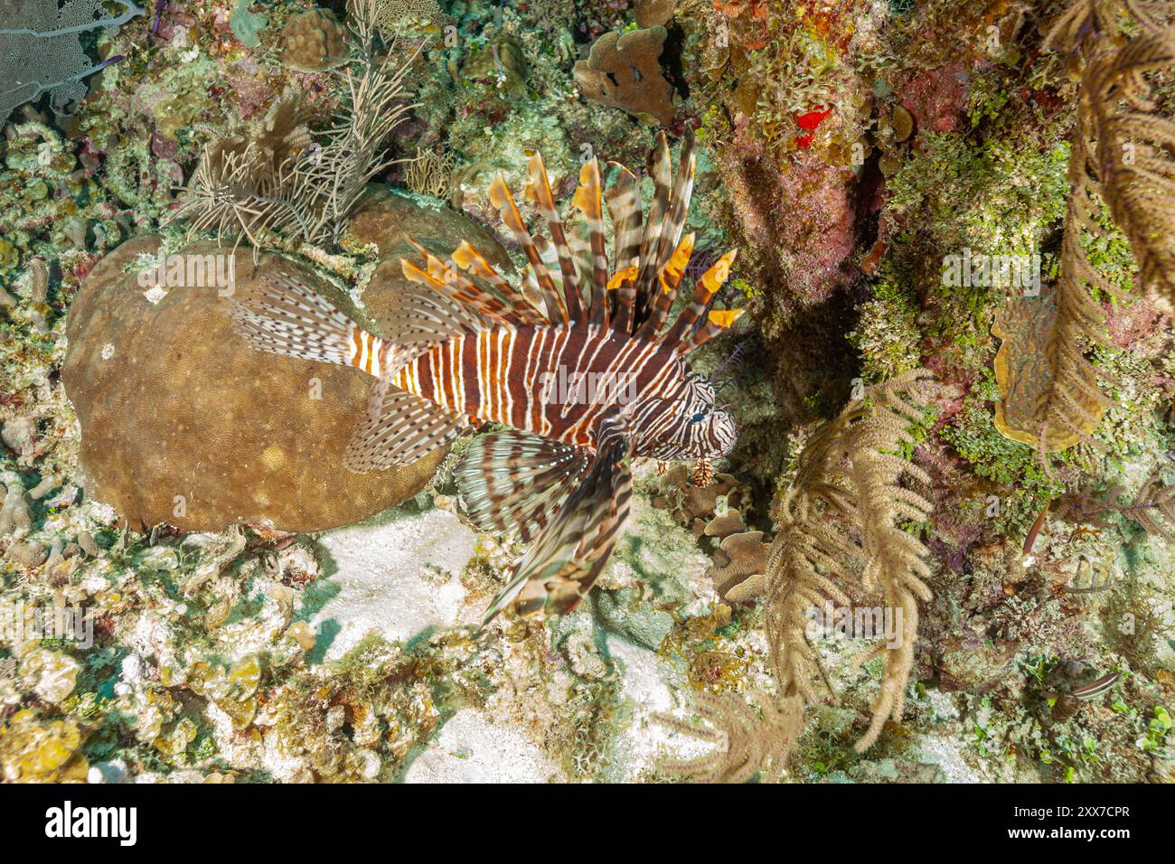 Honduras, Utila, Lionfish (Pterois volitans) Foto Stock