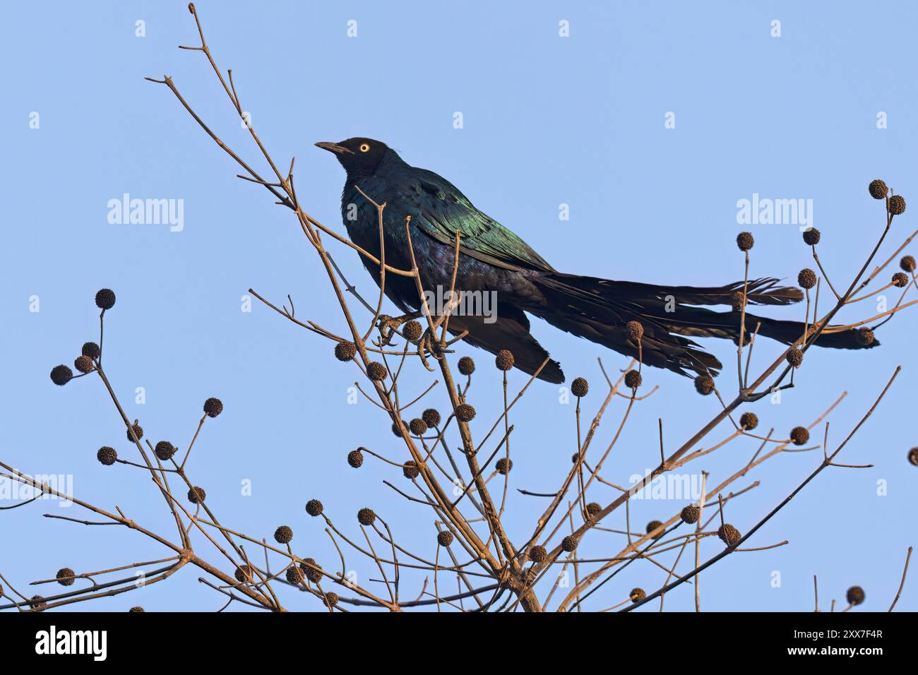 Long-tailed Glossy Starling, Wassadou, Senegal, marzo 2024 Foto Stock