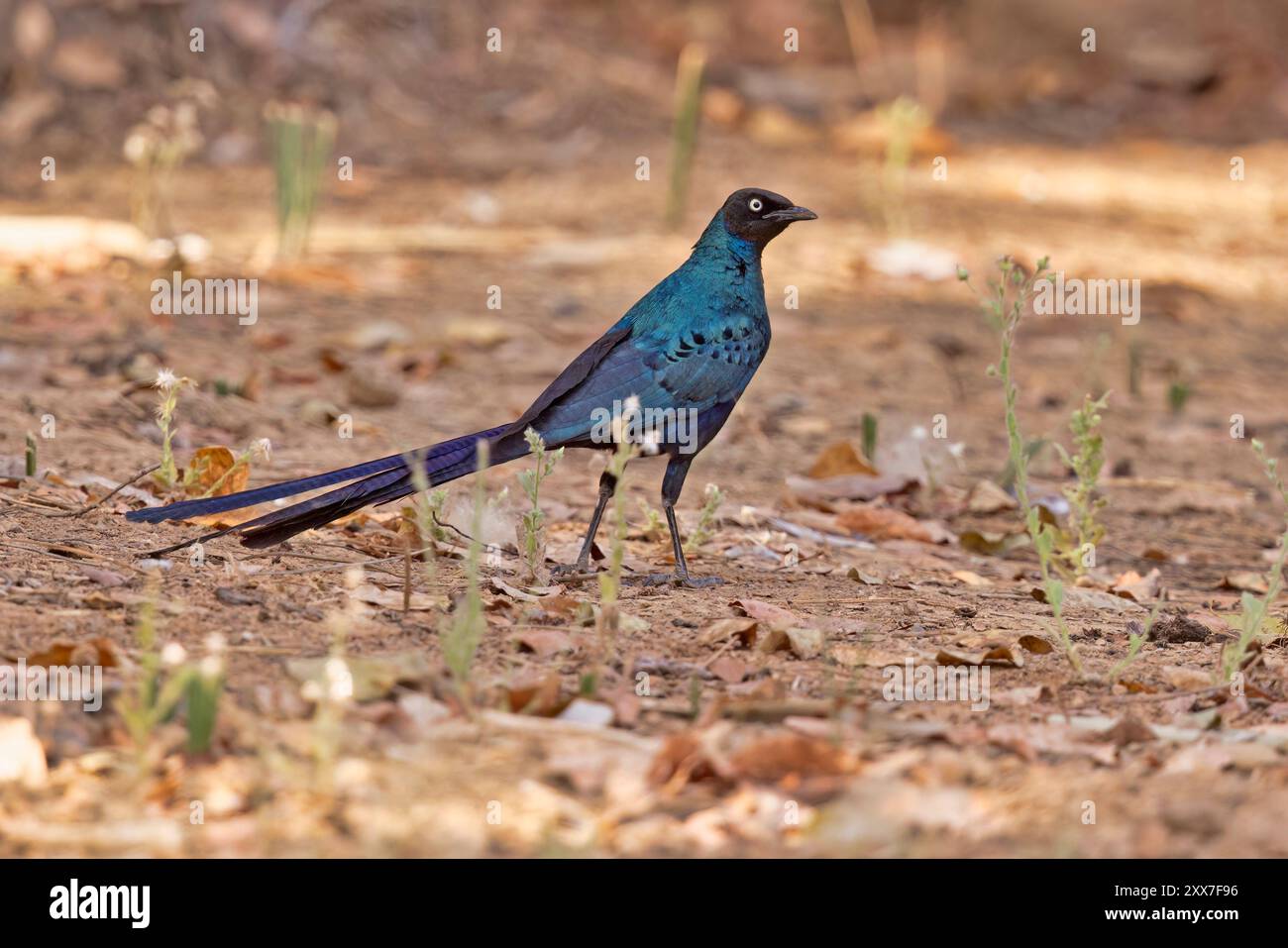 Long-tailed Glossy Starling, Wassadou, Senegal, marzo 2024 Foto Stock