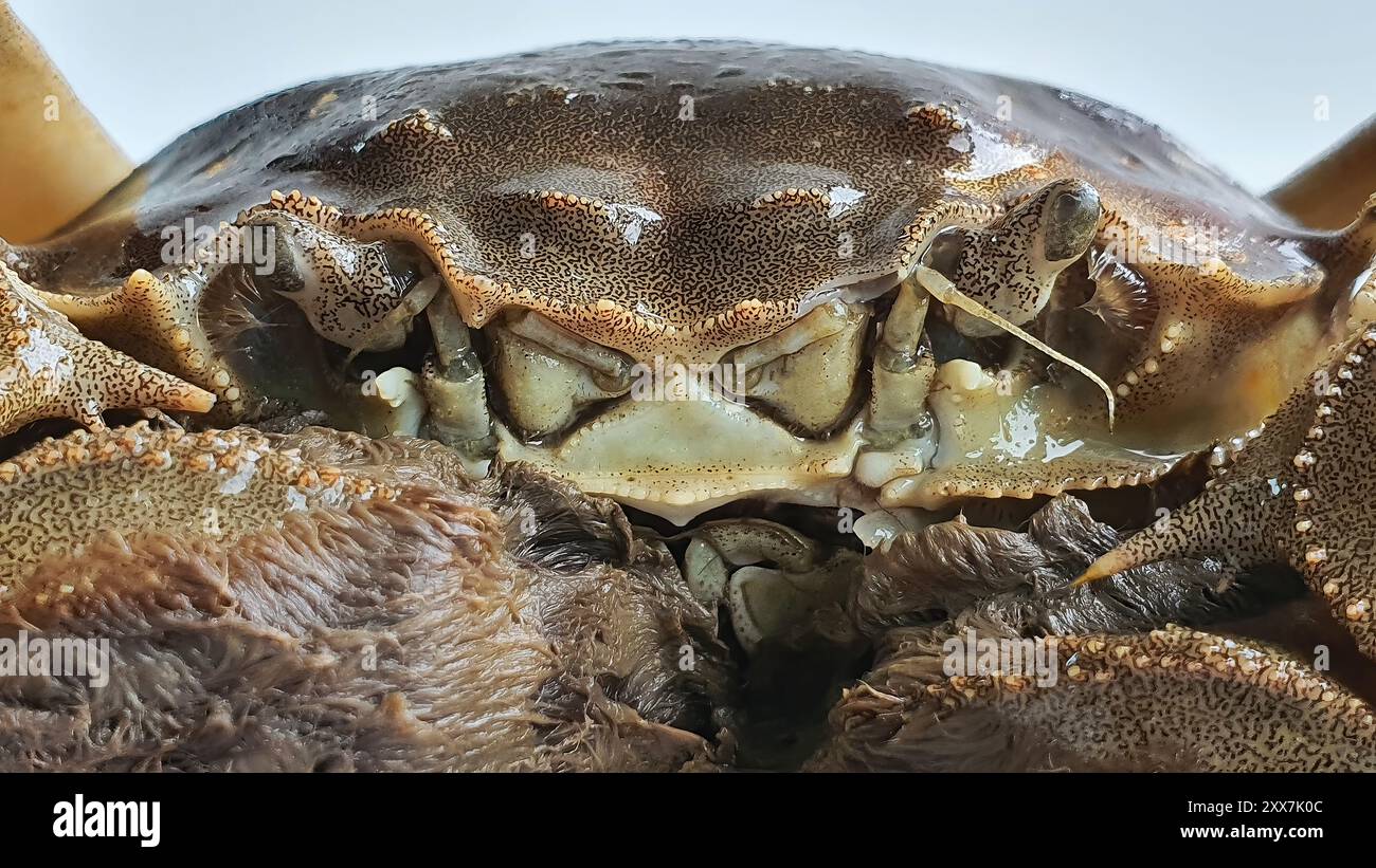 Granchio cinese di Shanghai Mitten o granchio peloso o granchio di cavallo, frigorifero freddo crudo, acqua dolce, specialità di pesce di stagione autunnale, primo piano isolato Foto Stock