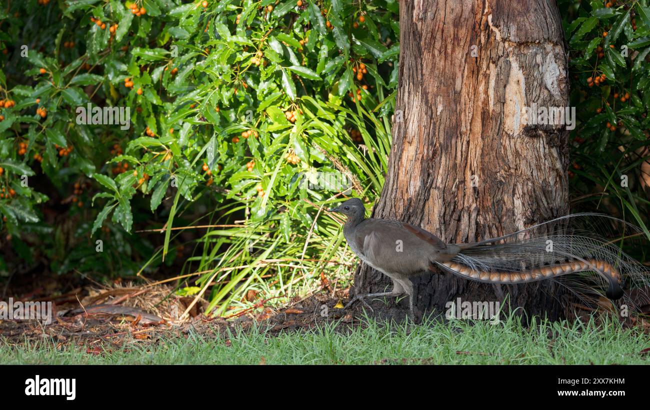Un maschio adulto superbo lyrebird attraversa la sua area di pattuglia lungo il bordo del suo territorio subtropicale, nella sua esposizione territoriale. Foto Stock