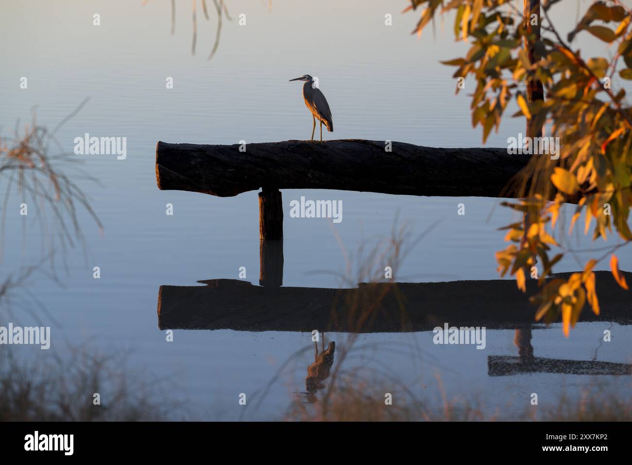Un unico Heron dalla faccia bianca e sagomata è arroccato su un tronco incorniciato dalla vegetazione locale e dalle acque perfettamente limpide del lago Dunn in Australia. Foto Stock